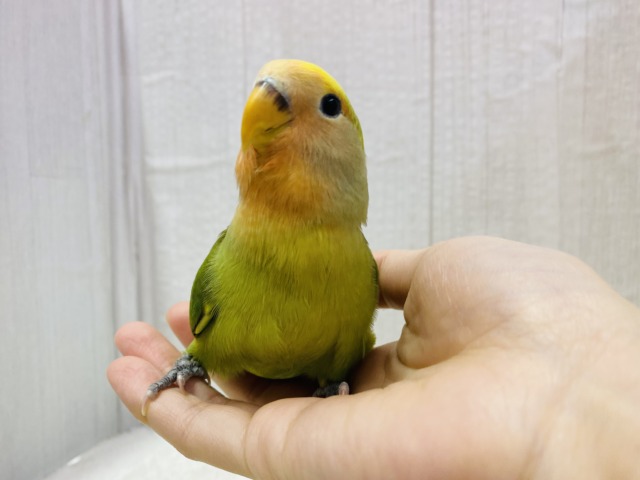 コザクラインコ（小桜インコ）
