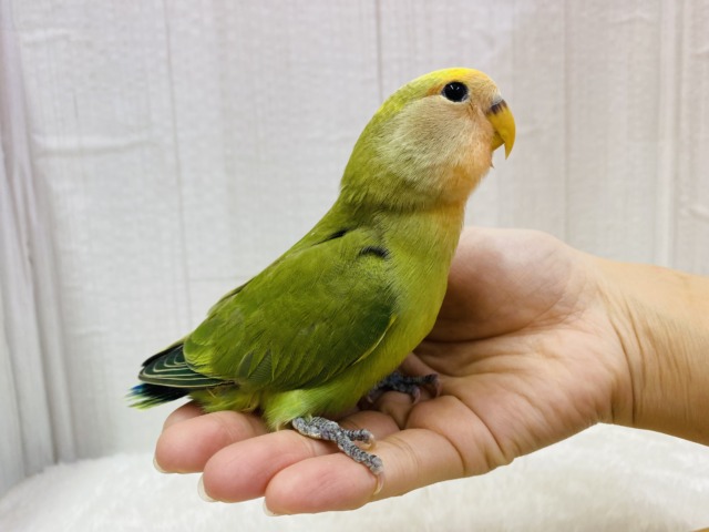 コザクラインコ（小桜インコ）