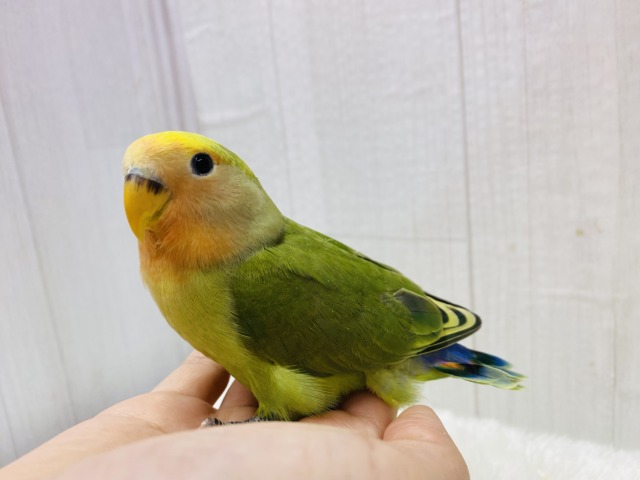 コザクラインコ（小桜インコ）