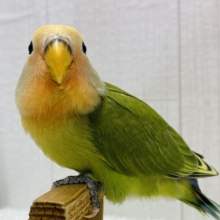 最新画像有ります‼️淡め黄色のモコモコ綿毛ちゃん꒰⁠⑅⁠ᵕ⁠༚⁠ᵕ⁠꒱⁠˖⁠♡コザクラインコヒナさんタイガーチェリー