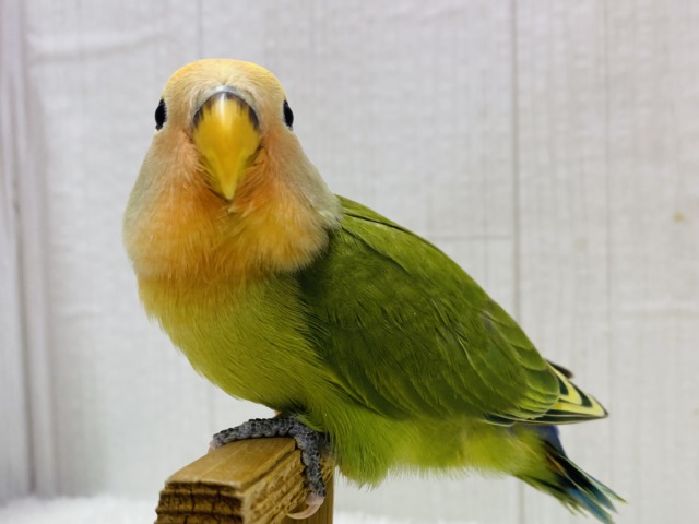 最新画像有ります‼️淡め黄色のモコモコ綿毛ちゃん꒰⁠⑅⁠ᵕ⁠༚⁠ᵕ⁠꒱⁠˖⁠♡コザクラインコヒナさんタイガーチェリー