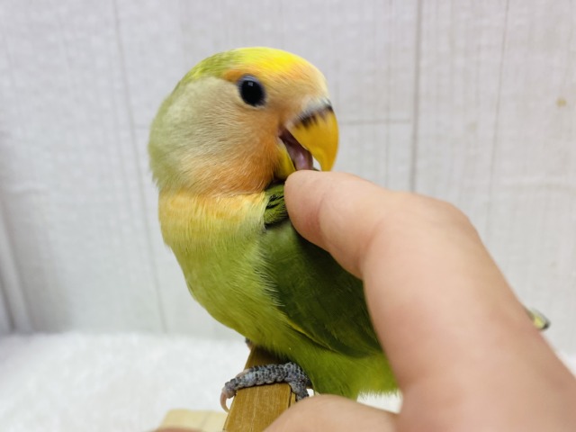 コザクラインコ（小桜インコ）