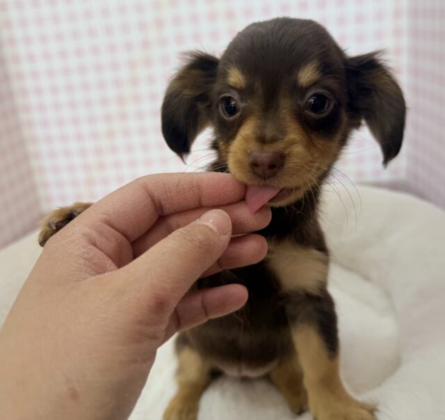 最新📷可愛すぎる!!チワックスの女の子来ましたー💖 チワックス