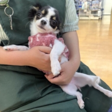 更新📷牛さんのような模様のチワワちゃん！