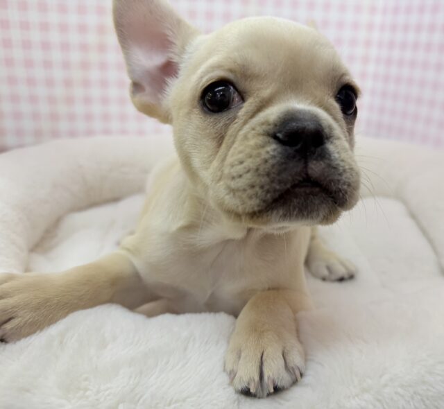 フレンチブルドッグ