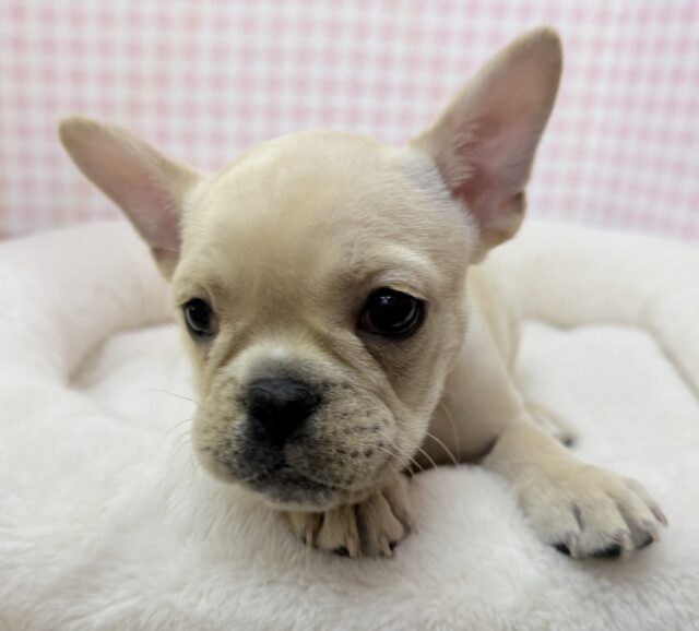 フレンチブルドッグ