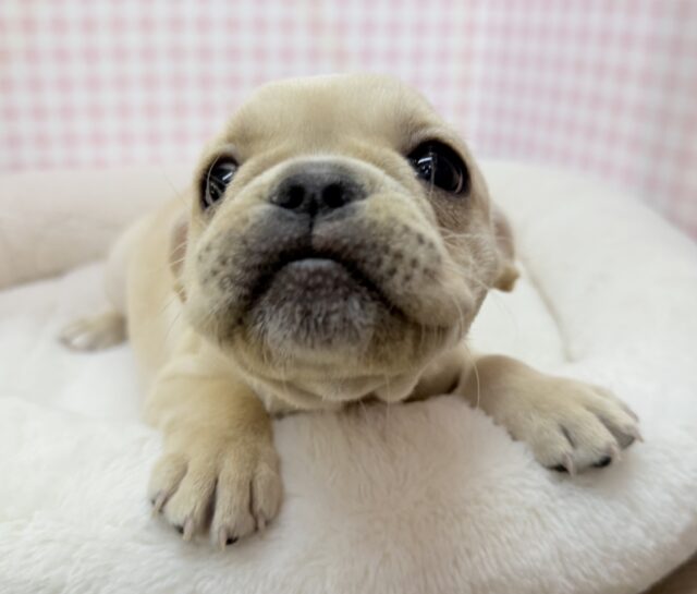 フレンチブルドッグ