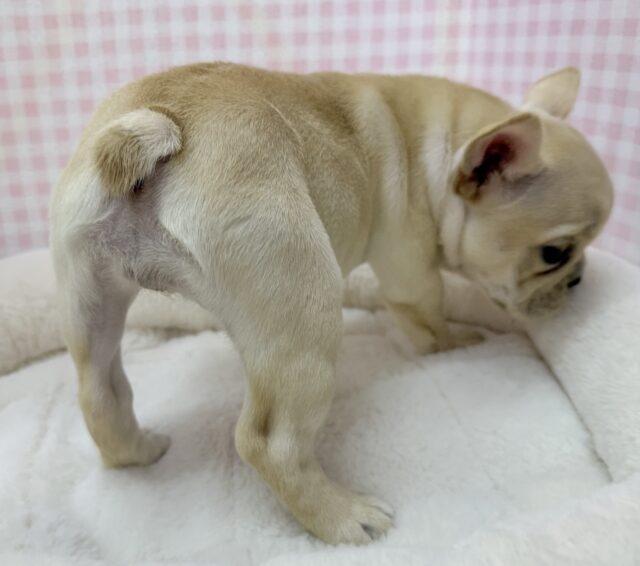 フレンチブルドッグ