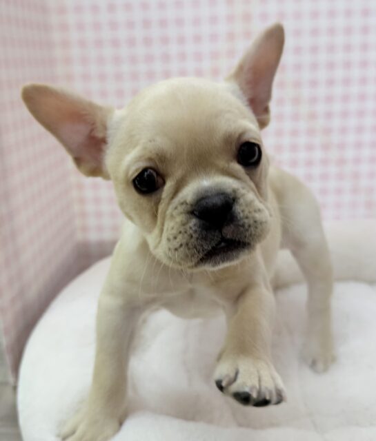 フレンチブルドッグ