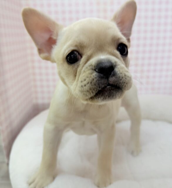 フレンチブルドッグ