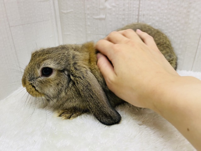 ロップイヤーラビット
