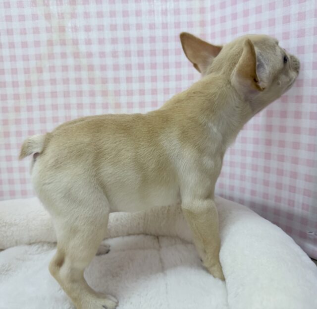 最新📷フレンチブルドックの女の子来ました フレンチブルドッグ