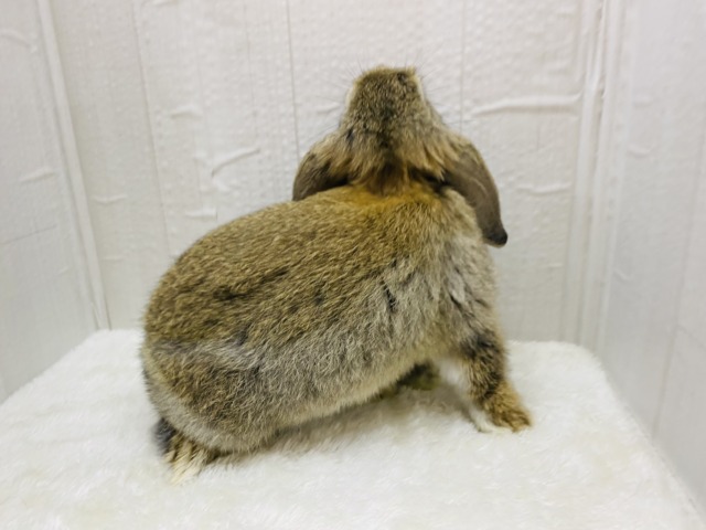 ロップイヤーラビット