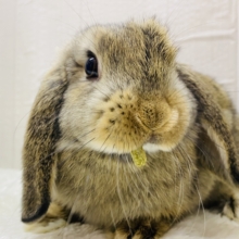 最新画像有ります❗️お顔がキュート💓もちっと体型が可愛すぎるロップちゃん🐰⸝꙳