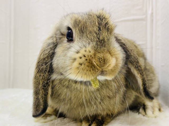 最新画像有ります❗️お顔がキュート💓もちっと体型が可愛すぎるロップちゃん🐰⸝꙳