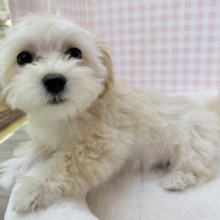 かまって！遊んで！マルプーちゃん❣️