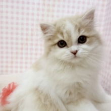 最新📷遊ぶの大好き！スコティッシュちゃん