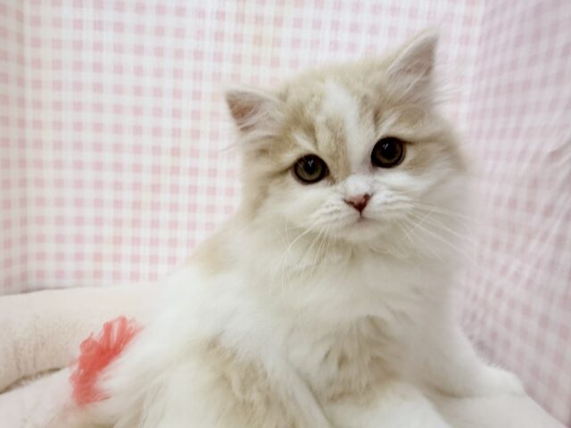 最新📷遊ぶの大好き！スコティッシュちゃん