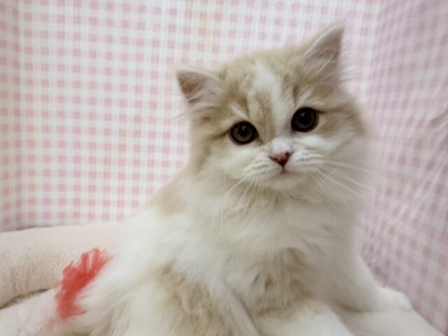 スコティッシュフォールド