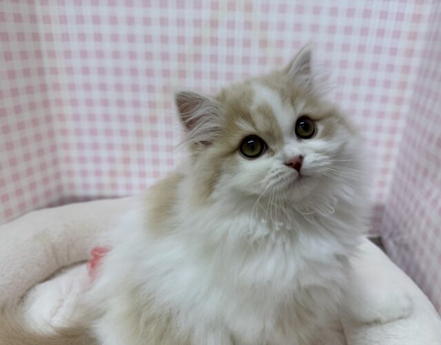 スコティッシュフォールド