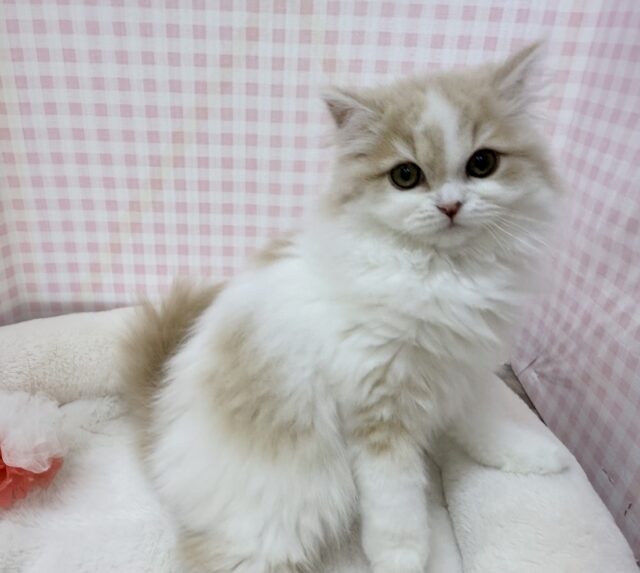 スコティッシュフォールド