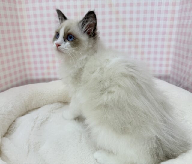 最新📷美人すぎます!ラグドール様! ラグドール