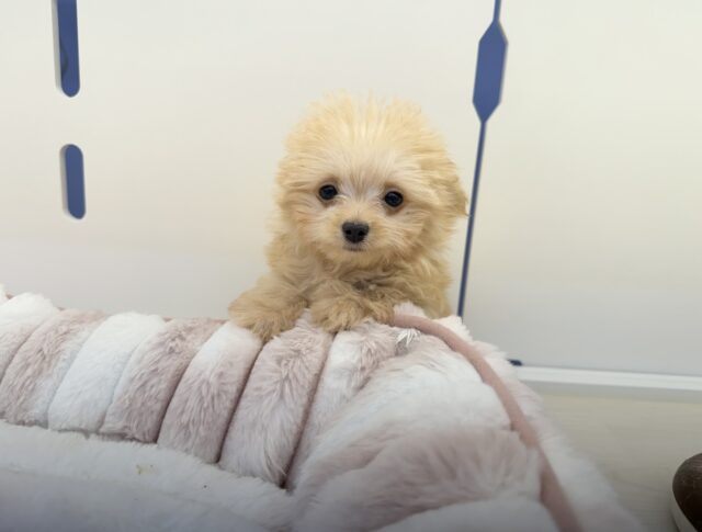 最新📷羊のようなチワプーの男の子! チワプー