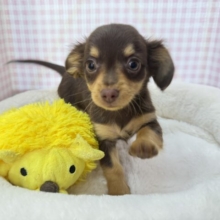 最新📷可愛すぎる！！チワックスの女の子来ましたー💖