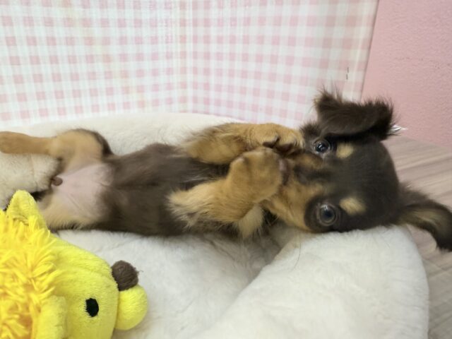 最新📷可愛すぎる!!チワックスの女の子来ましたー💖 チワックス