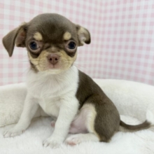 兄妹で来ました！スムースチワワくん❣️