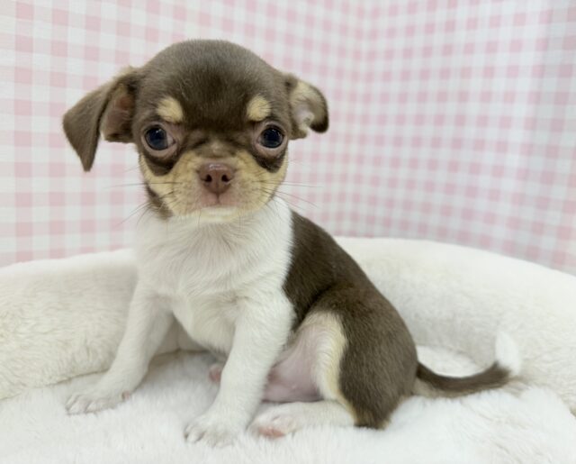 兄妹で来ました！スムースチワワくん❣️