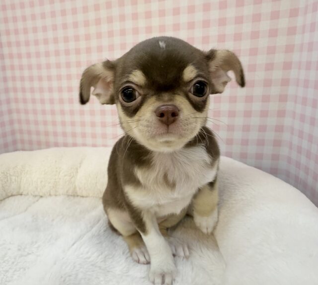 兄妹で来ました!スムースチワワちゃん☺️ 兄妹で来ました!スムースチワワちゃん☺️