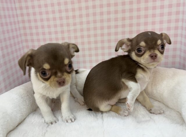 兄妹で来ました!スムースチワワちゃん☺️ チワワ