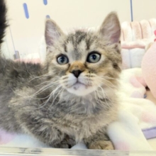 最新📷激甘々！ラムキンちゃん！