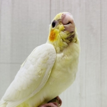 最新画像有ります❗️ぴっちぴちのおハゲちゃん💕オカメインコルチノー‼️