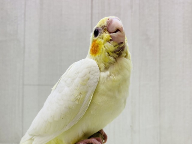 最新画像有ります❗️ぴっちぴちのおハゲちゃん💕オカメインコルチノー‼️