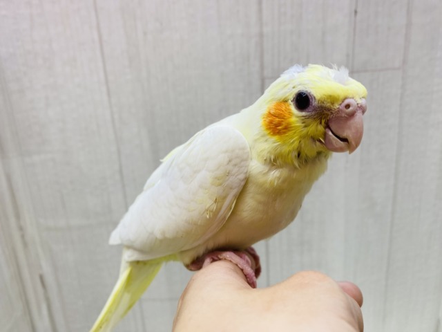 オカメインコ