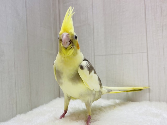オカメインコ