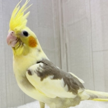 最新画像有ります⭐️甘々カラーにメロメロ😍😍オカメインコのシナモンパイド⭐️