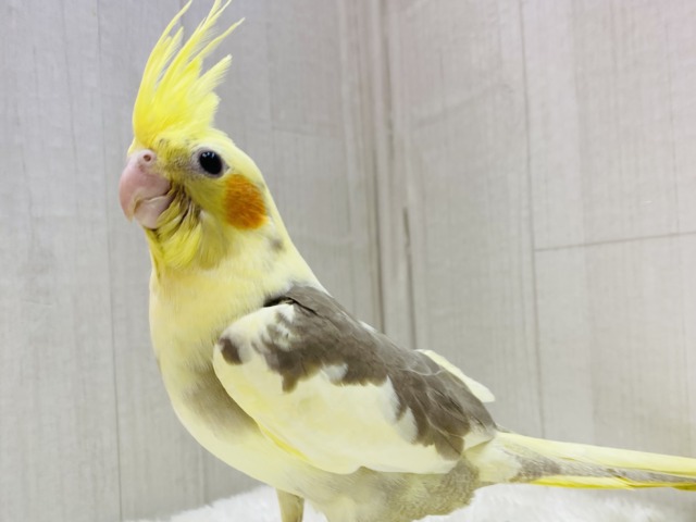 最新画像有ります⭐️甘々カラーにメロメロ😍😍オカメインコのシナモンパイド⭐️