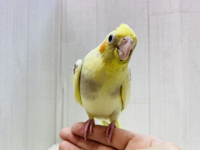 オカメインコ