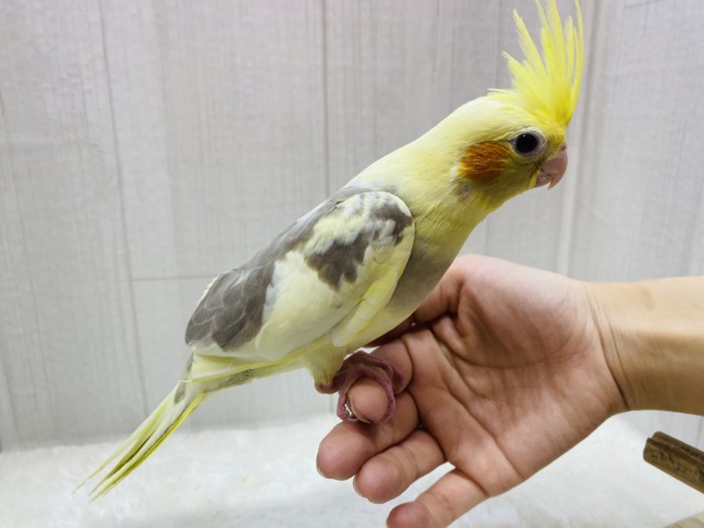 オカメインコ
