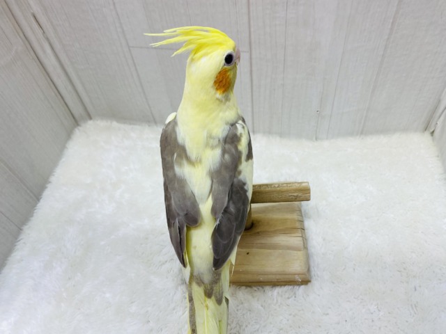 オカメインコ