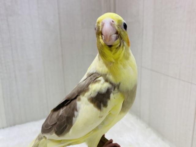 オカメインコ