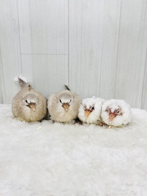 ふわふわわたあめ☁️🕊️ギンバトのちびっこ雛が入舎しました☆ ギンバト