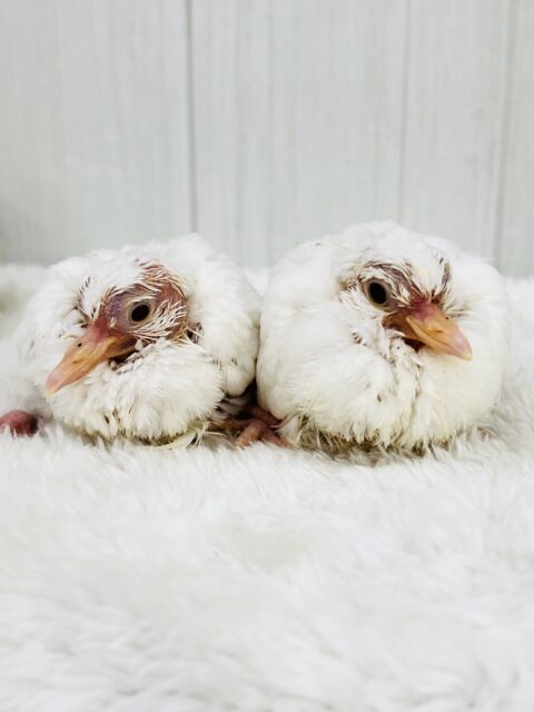 ふわふわわたあめ☁️🕊️ギンバトのちびっこ雛が入舎しました☆