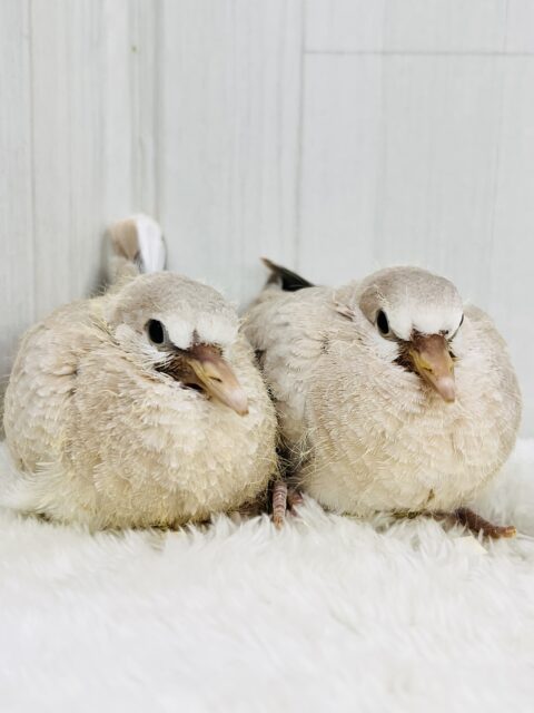 ジュズカケバト