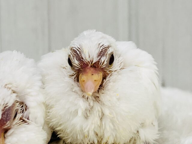 ふわふわわたあめ☁️🕊️ギンバトのちびっこ雛が入舎しました☆ ギンバト