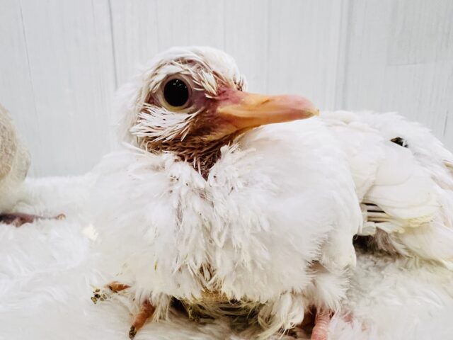 ふわふわわたあめ☁️🕊️ギンバトのちびっこ雛が入舎しました☆ ギンバト
