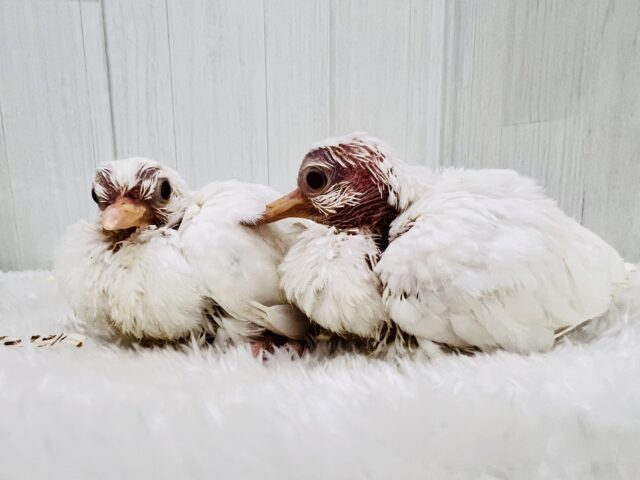 ふわふわわたあめ☁️🕊️ギンバトのちびっこ雛が入舎しました☆ ギンバト